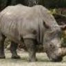 whiterhino